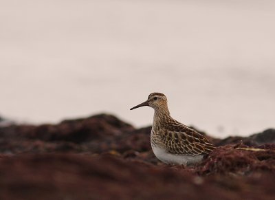 Tuvsnppa Calidris melanotos [Pectoral Sandpiper]