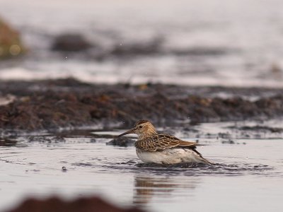 Tuvsnppa Calidris melanotos [Pectoral Sandpiper]