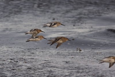 Tuvsnppa Calidris melanotos [Pectoral Sandpiper]