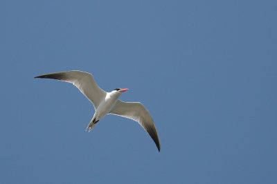Skrntrna [Caspian Tern] (IMG_8697)