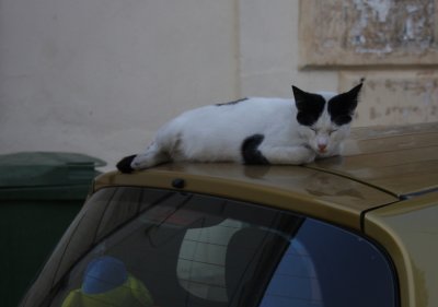 Trött katt i Chania