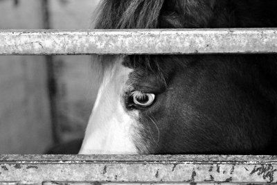 Horse eye bw_tn.jpg