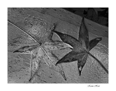 leaves 11 09_tn.jpg