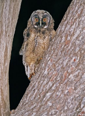 Long-ered Owl. (young)