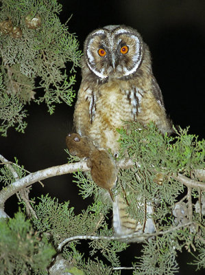 Long-ered Owl. (young)