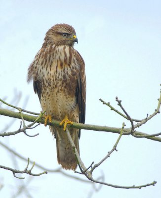 Common Buzzard.