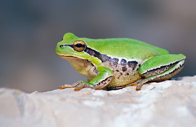 Tree Frog.