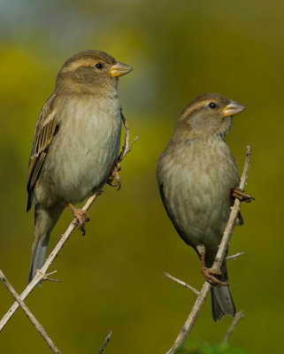 Spanish Sparrow. (female)