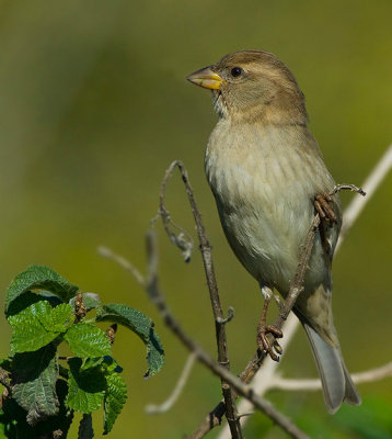 Spanish Sparrow. (female)