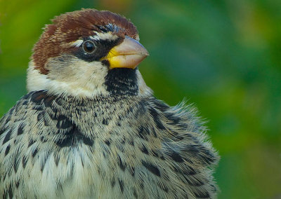 Spanish Sparrow.
