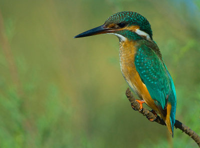 Kingfisher. (female)