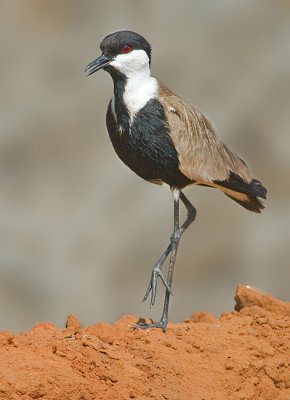 Spur-winged Lapwing.