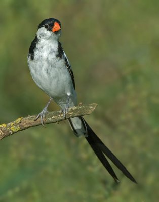 Pin-Tailed Whydah.