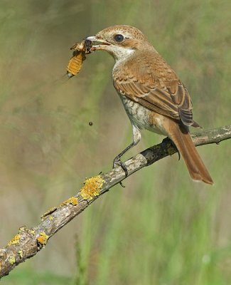 Red-Backed Shrike. (young)