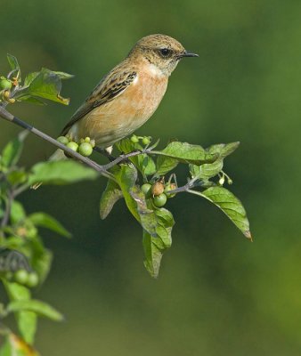 Whinchat.