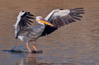 White Pelican.