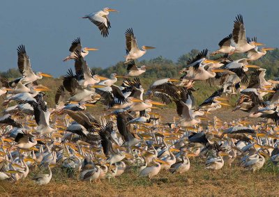 White Pelican.