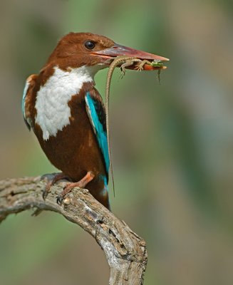 White-throated Kingfisher.