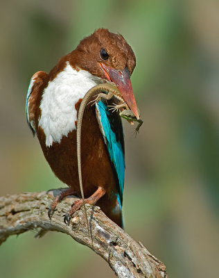 White-throated Kingfisher.
