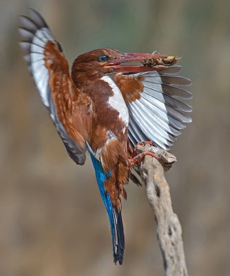 White-throated Kingfisher.