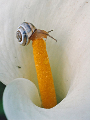 White Italian Snail.