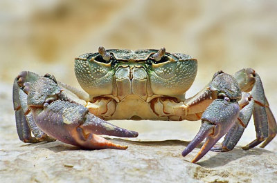 Fresh Water Crab.