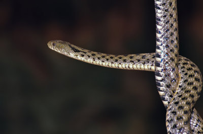 Grays Rat Snake.