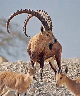Nubian Ibex.