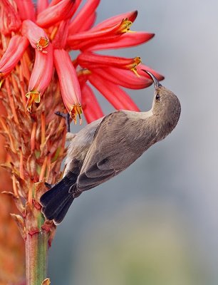 Palestine Sunbird. (Female