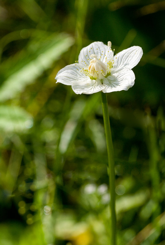 Sltterblomma