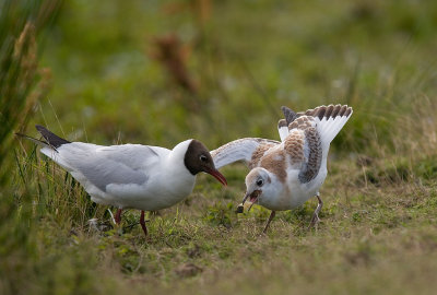 Skrattms/Black-headed Gull