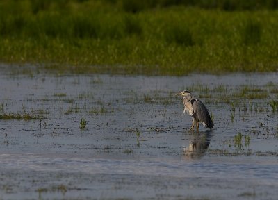 Hger/Heron