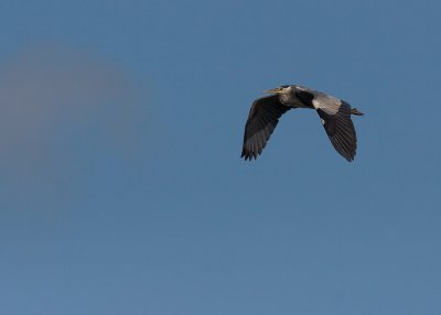 Hger/Heron