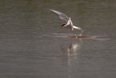 Fisktrna/Common tern