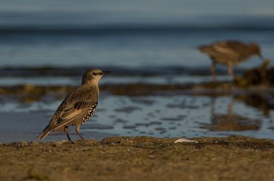 Stare/Starling