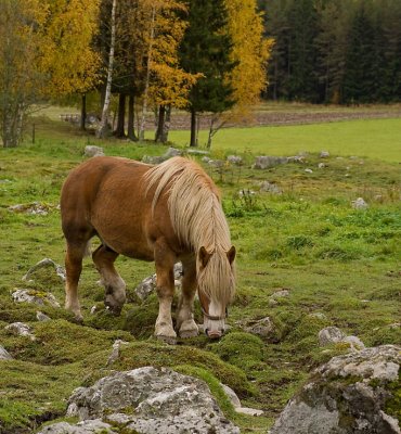 Ardenner i Sillbo