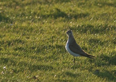 Svartvingad vadarsvala/Black-winged Pratincole