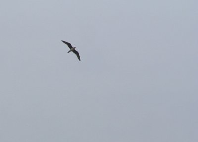 Svartvingad vadarsvala/Black-winged Pratincole