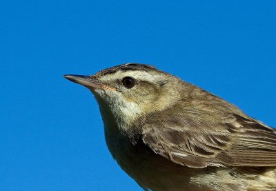 Svsngare/Sedge Warbler