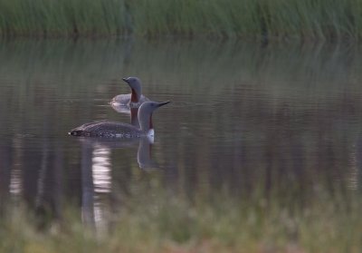 Smålommar/Red-throated Diver