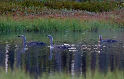Smålom/Red-throated Diver
