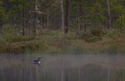 Smålom/Red throated Diver