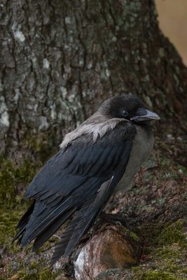 Krka/Hooded Crow