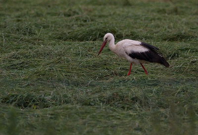 Vit stork/White Stork