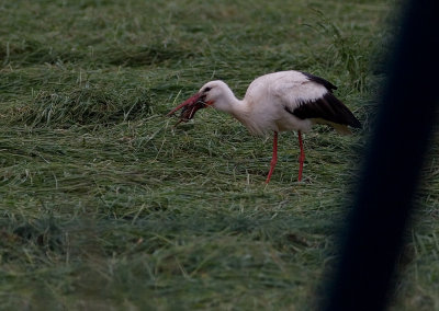 Vit stork/White Stork
