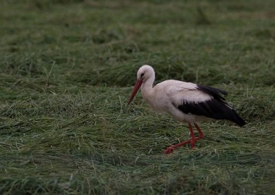 Vit stork/White Stork