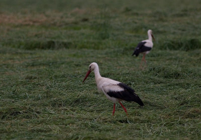 Vit stork/White Stork
