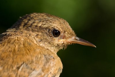 g5/78/840478/3/99957201.EUpqzi3P.jpg
