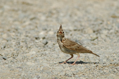 Galerida cristata