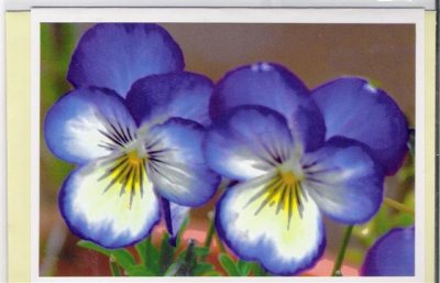 flower_cards
